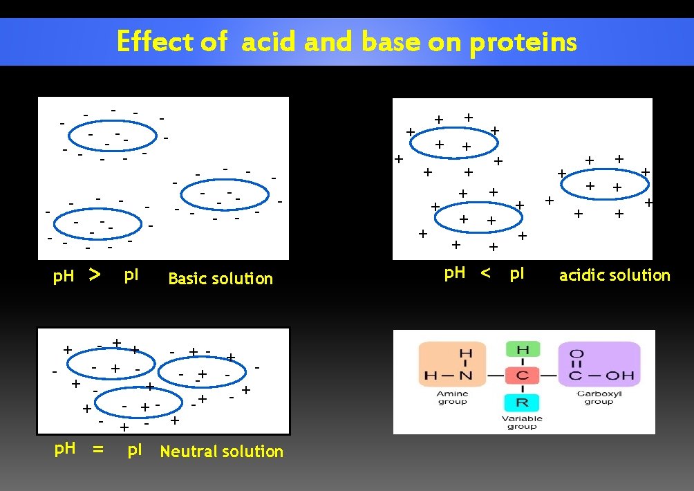 Effect of acid and base on proteins - - - -- - - p.