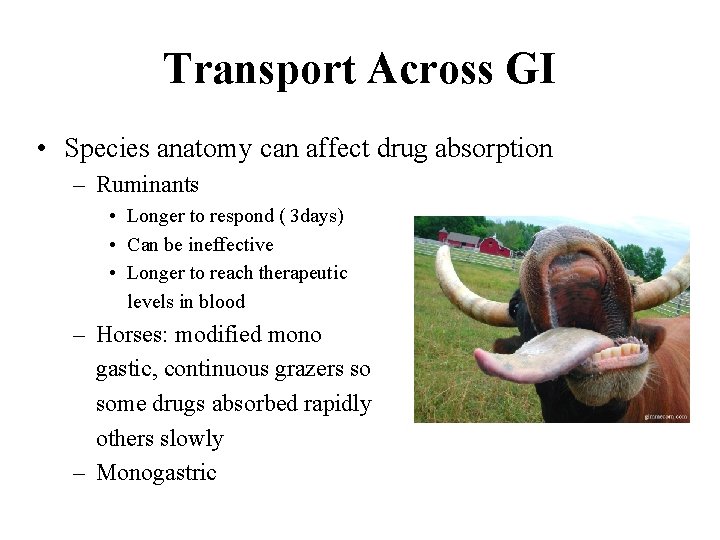 Transport Across GI • Species anatomy can affect drug absorption – Ruminants • Longer
