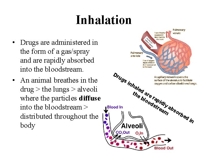 Inhalation • Drugs are administered in the form of a gas/spray and are rapidly