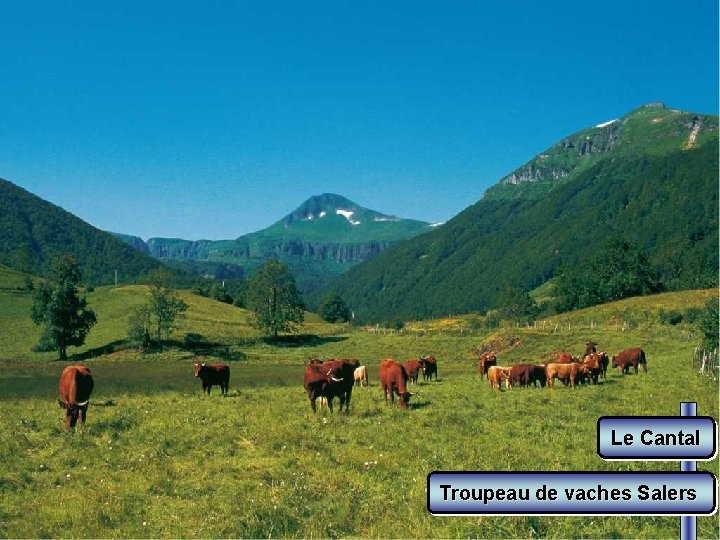 Le Cantal Troupeau de vaches Salers 