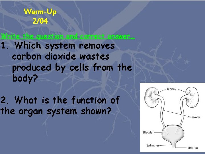 Warm-Up 2/04 Write the question and correct answer… 1. Which system removes carbon dioxide