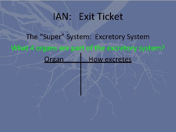 IAN: Exit Ticket The “Super” System: Excretory System What 4 organs are part of