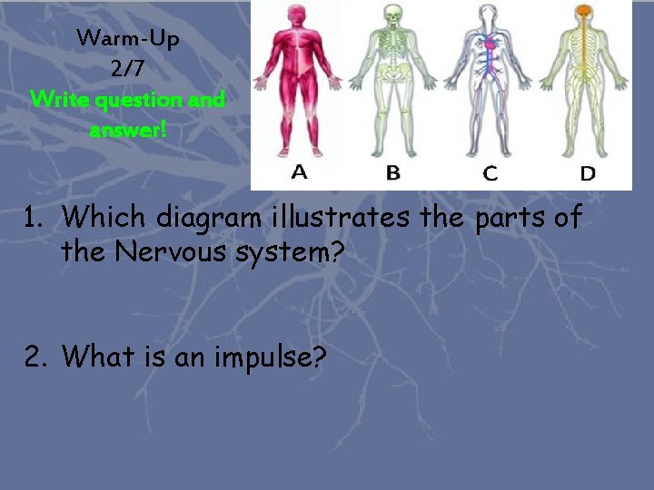 Warm-Up 2/7 Write question and answer! 1. Which diagram illustrates the parts of the