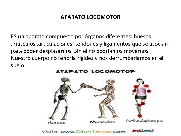 APARATO LOCOMOTOR ES un aparato compuesto por órganos diferentes: huesos , músculos , articulaciones,