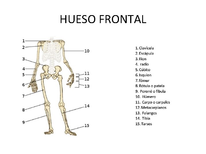 HUESO FRONTAL 