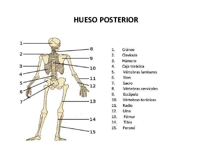 HUESO POSTERIOR 