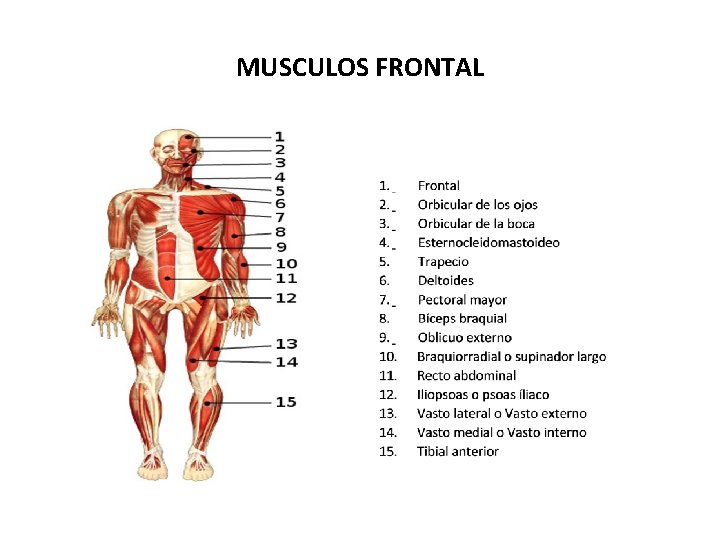 MUSCULOS FRONTAL 