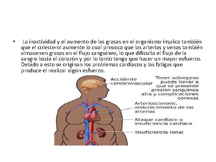  • La inactividad y el aumento de las grasas en el organismo implica