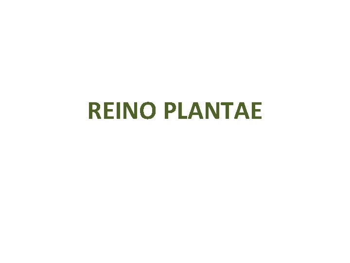 REINO PLANTAE 