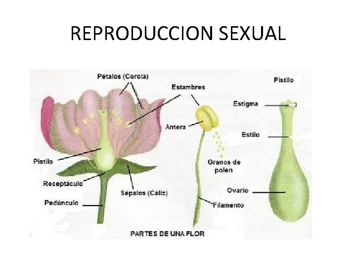 REPRODUCCION SEXUAL 