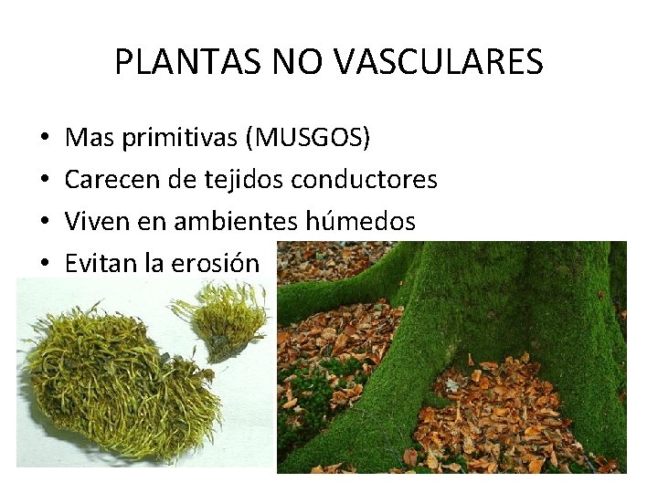 PLANTAS NO VASCULARES • • Mas primitivas (MUSGOS) Carecen de tejidos conductores Viven en