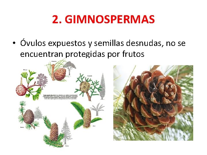 2. GIMNOSPERMAS • Óvulos expuestos y semillas desnudas, no se encuentran protegidas por frutos
