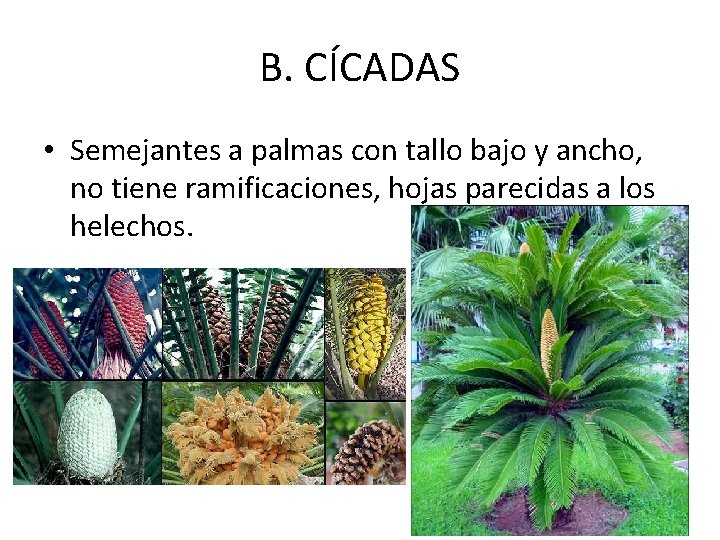 B. CÍCADAS • Semejantes a palmas con tallo bajo y ancho, no tiene ramificaciones,