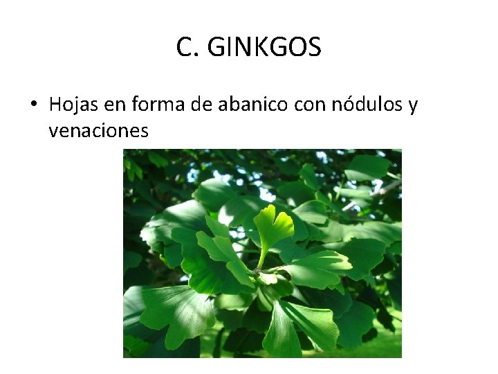 C. GINKGOS • Hojas en forma de abanico con nódulos y venaciones 