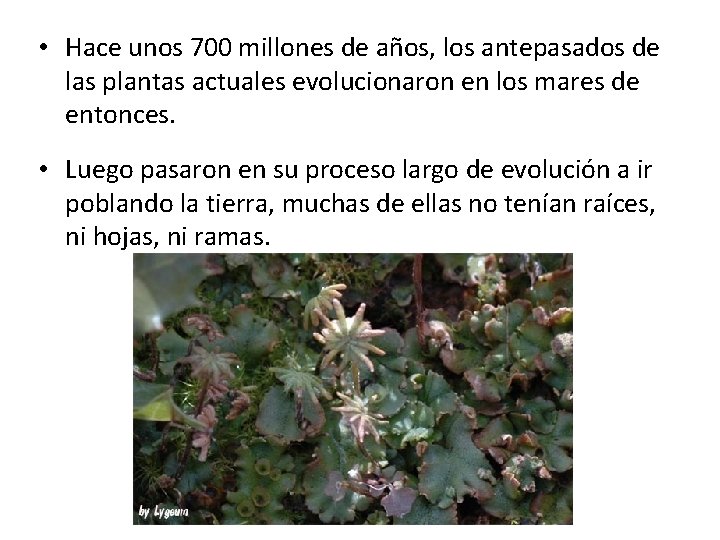 • Hace unos 700 millones de años, los antepasados de las plantas actuales
