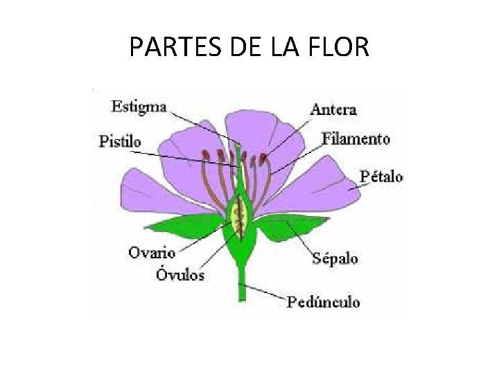 PARTES DE LA FLOR 