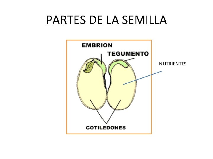 PARTES DE LA SEMILLA NUTRIENTES 