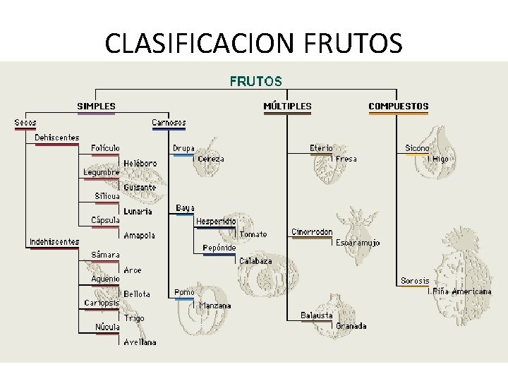 CLASIFICACION FRUTOS 