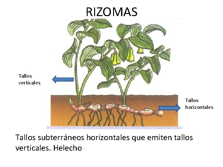 RIZOMAS Tallos verticales Tallos horizontales Tallos subterráneos horizontales que emiten tallos verticales. Helecho 