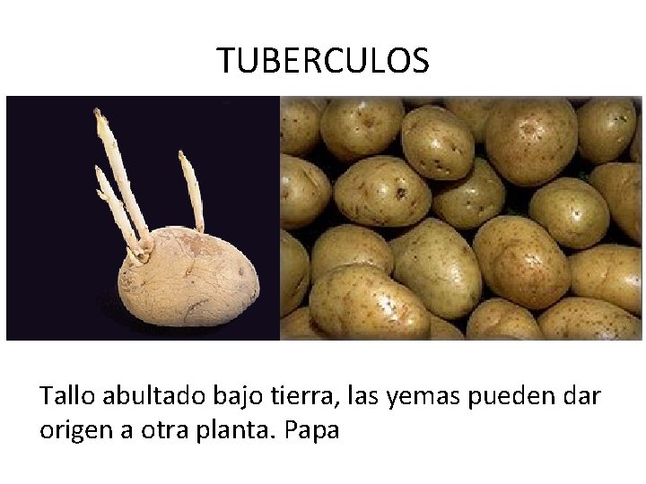 TUBERCULOS Tallo abultado bajo tierra, las yemas pueden dar origen a otra planta. Papa