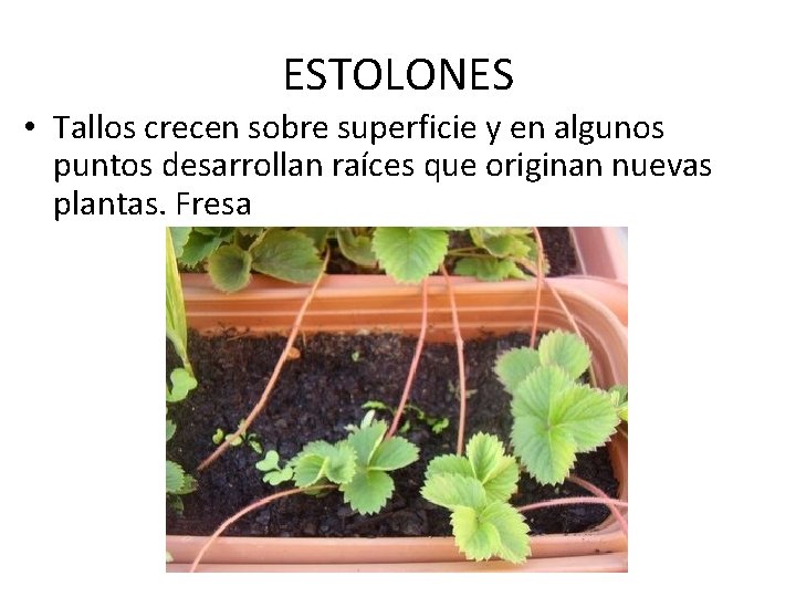 ESTOLONES • Tallos crecen sobre superficie y en algunos puntos desarrollan raíces que originan