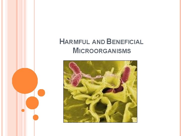 HARMFUL AND BENEFICIAL MICROORGANISMS 