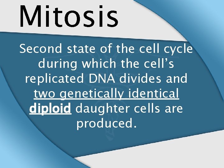 Mitosis Second state of the cell cycle during which the cell’s replicated DNA divides