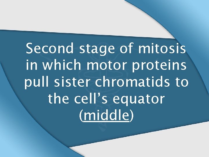 Second stage of mitosis in which motor proteins pull sister chromatids to the cell’s