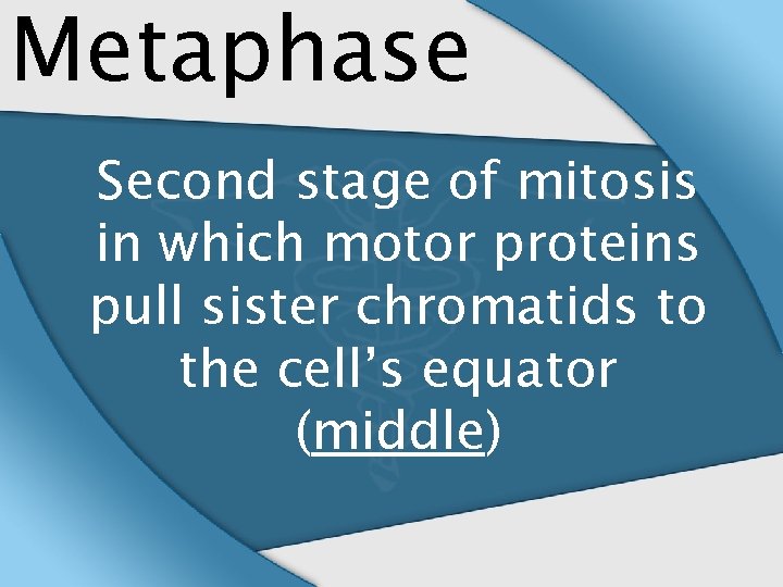 Metaphase Second stage of mitosis in which motor proteins pull sister chromatids to the