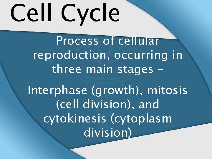 Cell Cycle Process of cellular reproduction, occurring in three main stages – Interphase (growth),