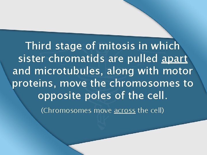 Third stage of mitosis in which sister chromatids are pulled apart and microtubules, along
