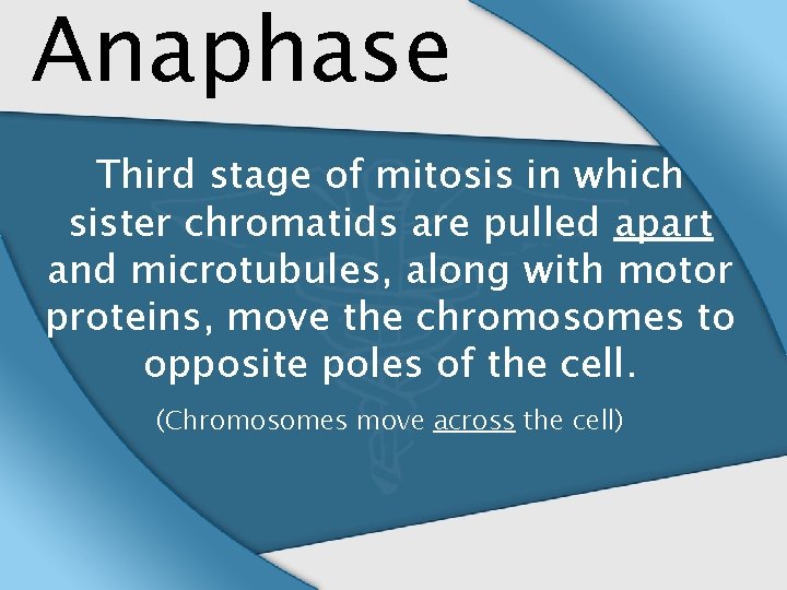 Anaphase Third stage of mitosis in which sister chromatids are pulled apart and microtubules,