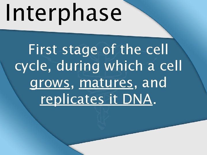 Interphase First stage of the cell cycle, during which a cell grows, matures, and