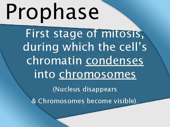 Prophase First stage of mitosis, during which the cell’s chromatin condenses into chromosomes (Nucleus