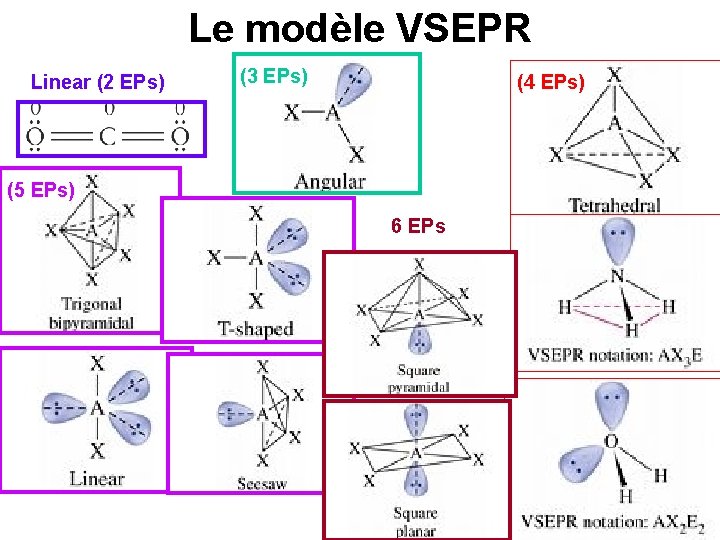 Le modèle VSEPR Linear (2 EPs) (3 EPs) (4 EPs) (5 EPs) 6 EPs