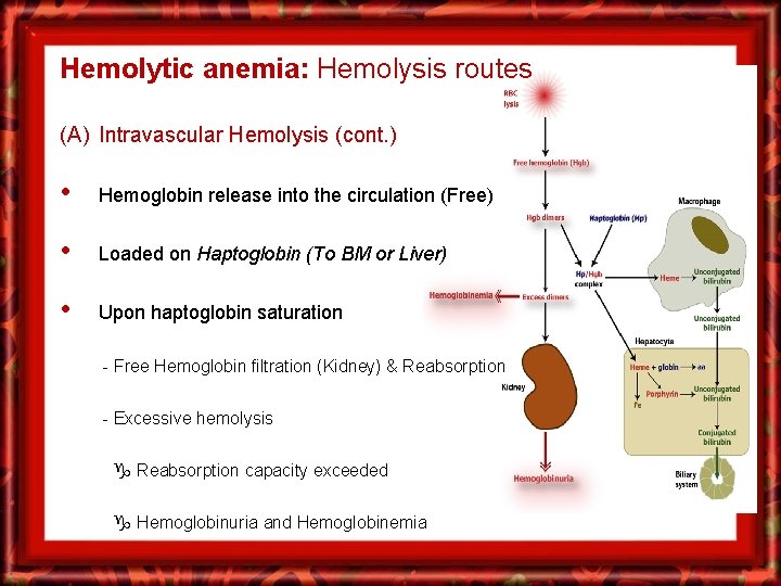 Hemolytic anemia: Hemolysis routes (A) Intravascular Hemolysis (cont. ) • Hemoglobin release into the
