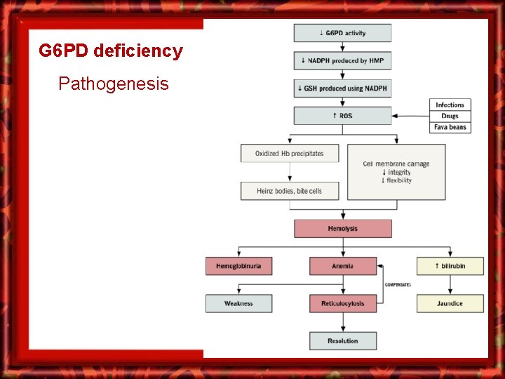 G 6 PD deficiency Pathogenesis 