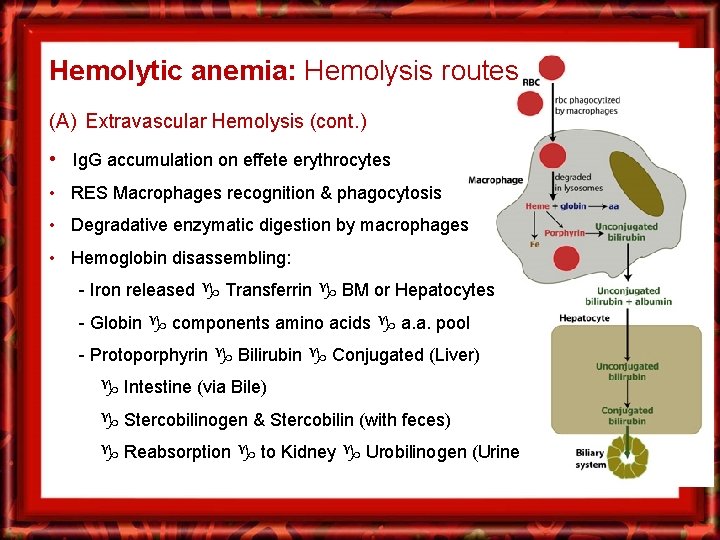 Hemolytic anemia: Hemolysis routes (A) Extravascular Hemolysis (cont. ) • Ig. G accumulation on