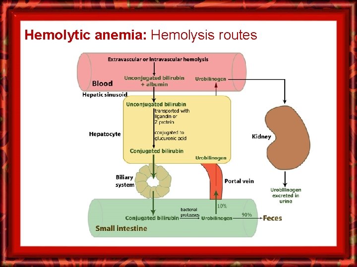 Hemolytic anemia: Hemolysis routes 