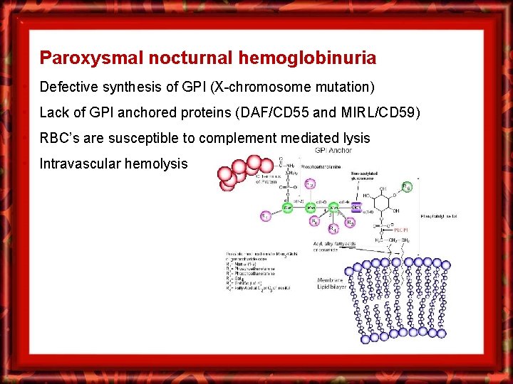 Paroxysmal nocturnal hemoglobinuria • Defective synthesis of GPI (X-chromosome mutation) • Lack of GPI