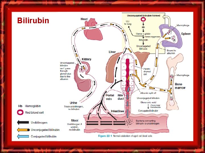 Bilirubin 