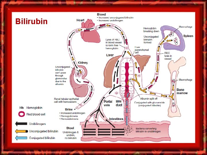 Bilirubin 