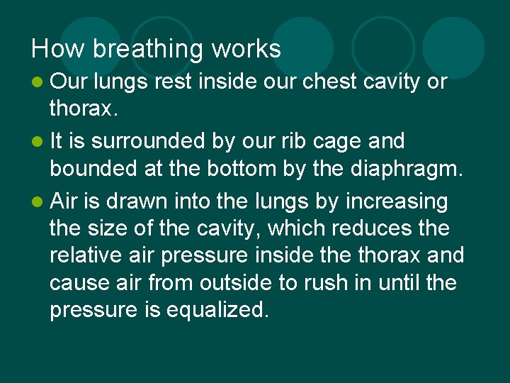 How breathing works l Our lungs rest inside our chest cavity or thorax. l