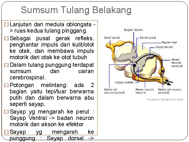 Sumsum Tulang Belakang � Lanjutan dari medula oblongata - > ruas kedua tulang pinggang.