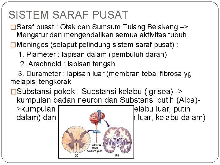 SISTEM SARAF PUSAT � Saraf pusat : Otak dan Sumsum Tulang Belakang => Mengatur