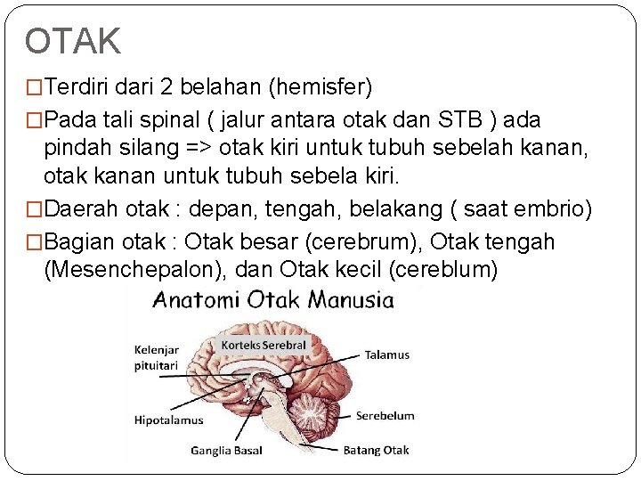 OTAK �Terdiri dari 2 belahan (hemisfer) �Pada tali spinal ( jalur antara otak dan