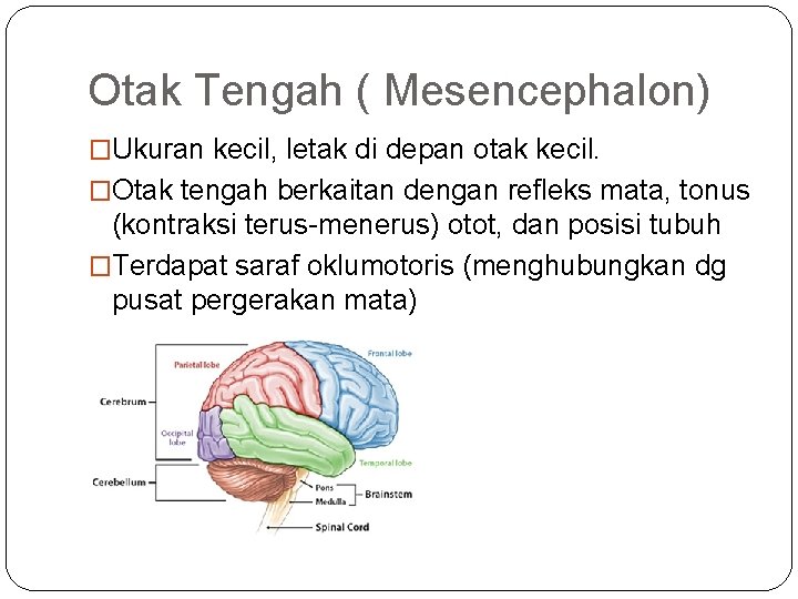 Otak Tengah ( Mesencephalon) �Ukuran kecil, letak di depan otak kecil. �Otak tengah berkaitan