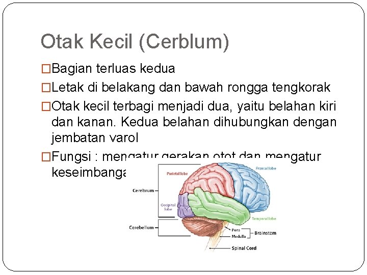 Otak Kecil (Cerblum) �Bagian terluas kedua �Letak di belakang dan bawah rongga tengkorak �Otak