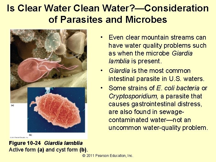 Is Clear Water Clean Water? —Consideration of Parasites and Microbes • Even clear mountain