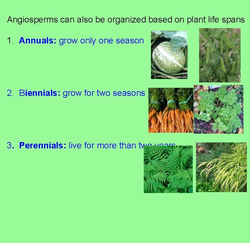 Angiosperms can also be organized based on plant life spans 1. Annuals: grow only